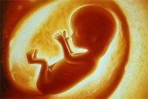 人类胎盘中发现塑料微粒 或会进入血液系统 对胎儿有何影响