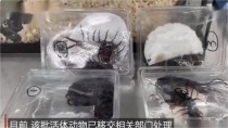 女子胸前腰部绑藏15条活体蛇入境因走路姿势怪异被发现
