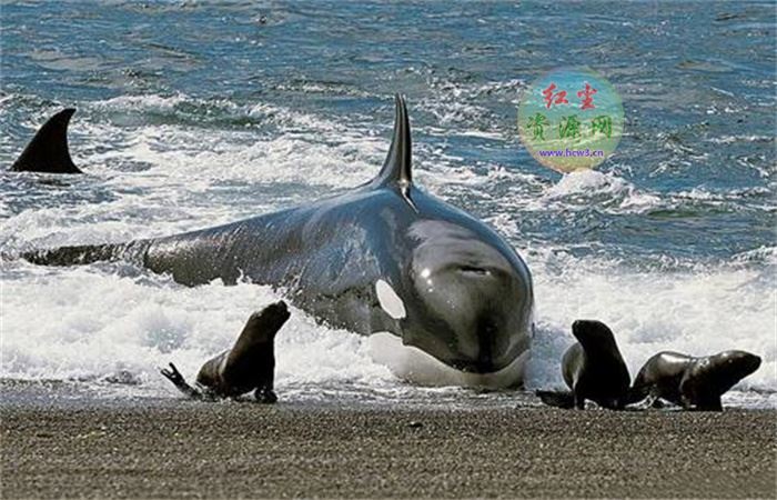 连大白鲨都吃的虎鲸为何偏偏对人类非常友好
