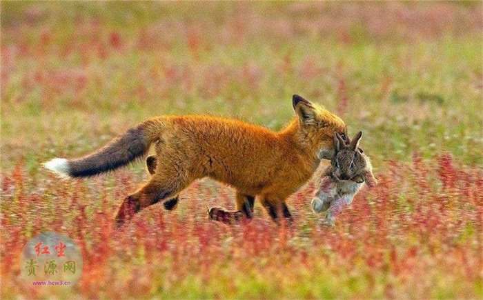 母狐向人讨食 养大5只幼狐 黄鼠狼进村偷鸡 母狐就咬死黄鼠狼