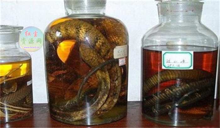 蛇在酒里泡了一年多 开瓶后窜出咬死人 蛇为什么没有死