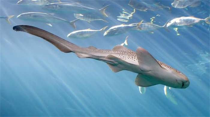 鲨鱼体内拥有特殊肠道 内部是螺旋结构 与特斯拉阀门高度相似