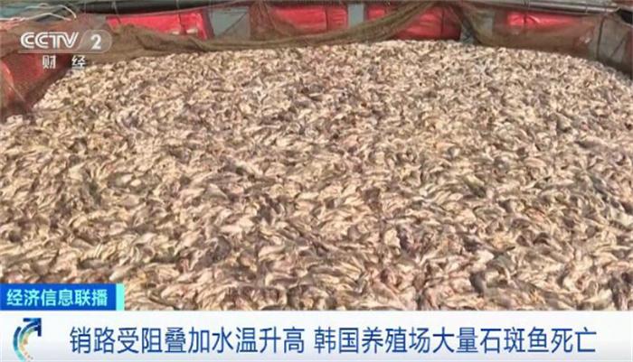 韩国石斑鱼大量死亡 背后原因如何