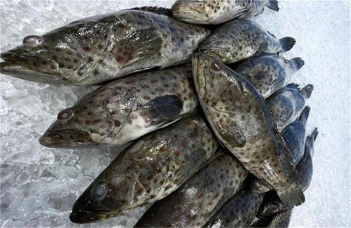 韩国石斑鱼大量死亡 背后原因如何
