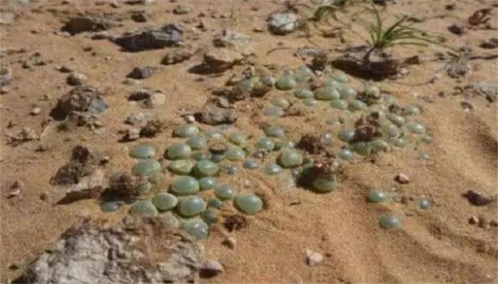 中国游客在非洲游玩，看到地上遍地的玉石，准备捡却被导游阻止
