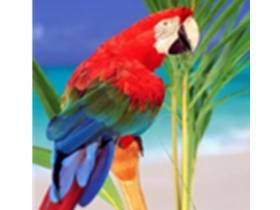 安卓小鹦鹉(电视直播软件)v1.2.0 TV盒子版|内置高清流畅黯笙系列 安卓小鹦鹉(电视直播软件)v1.2.0 TV盒子版|内置高清流畅黯笙系列